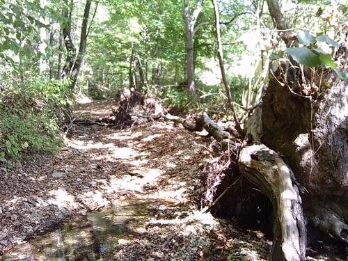trees