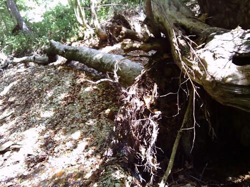 trees
