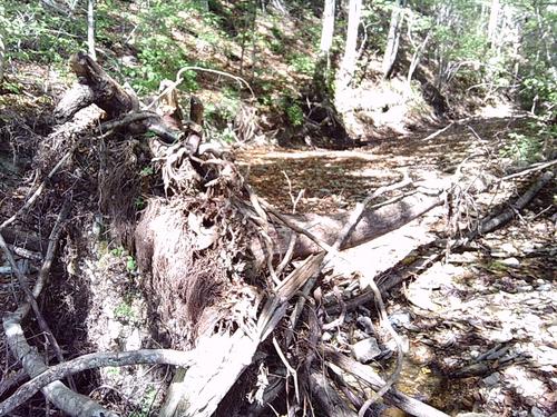 trees