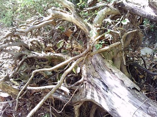trees
