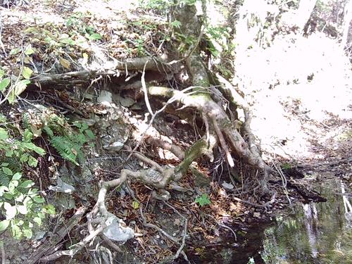 trees